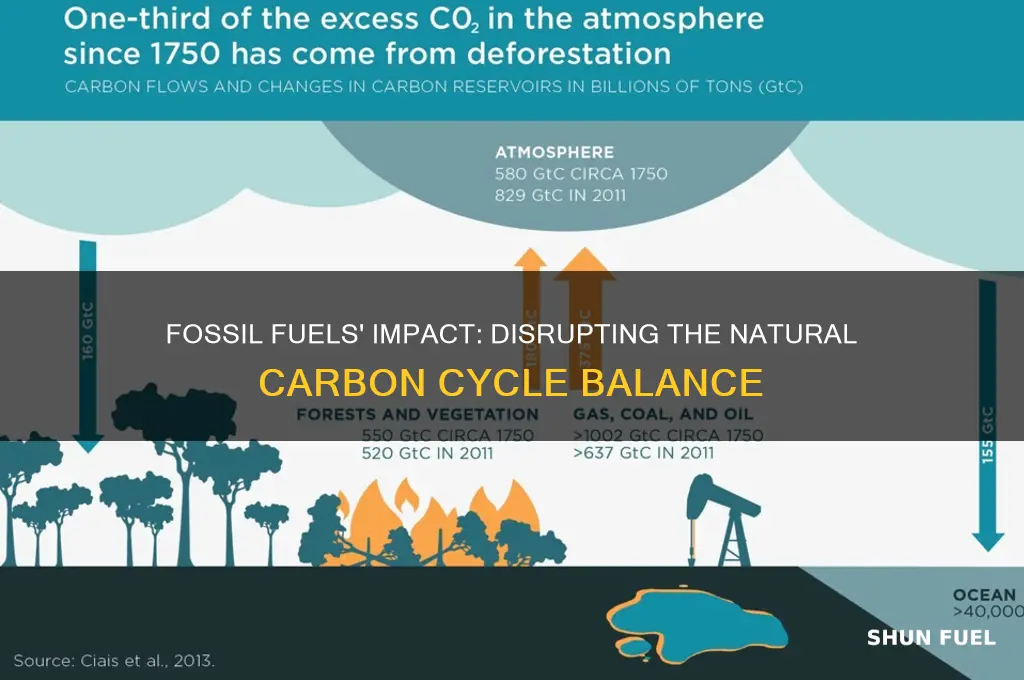what role do fossil fuels play in the carbon cycle