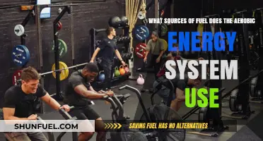 Aerobic Energy System: Fuel Sources for Sustained Physical Performance
