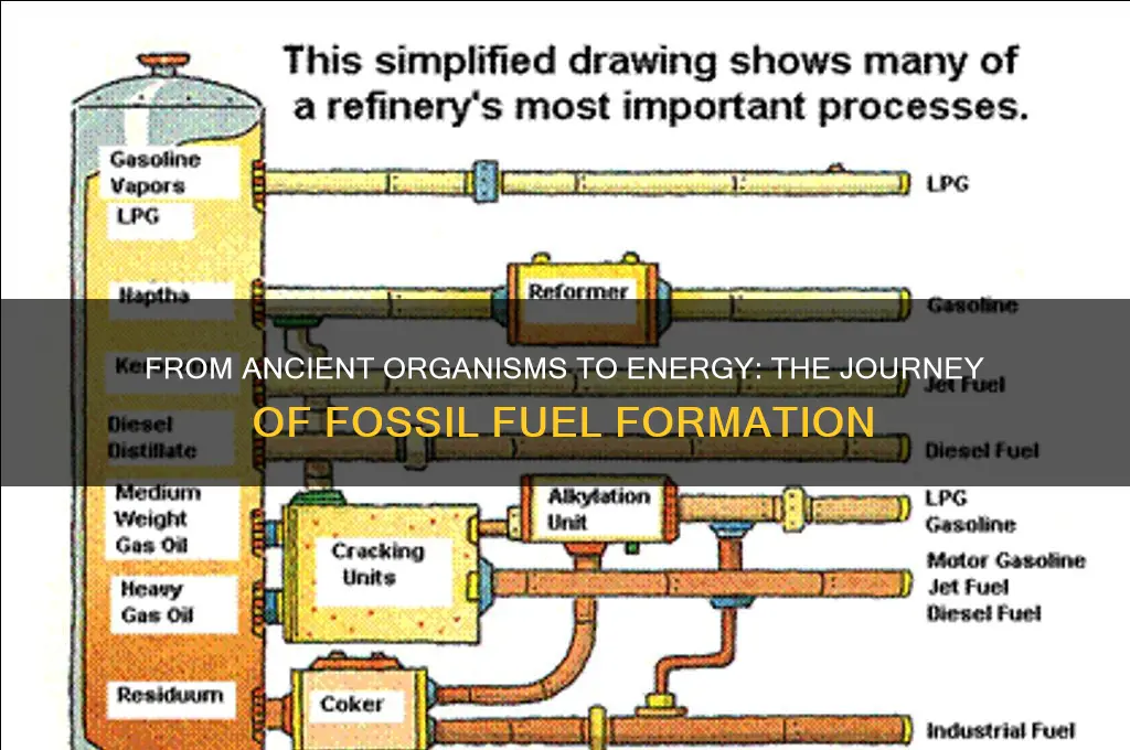 what steps must occur for fossil fuels to form