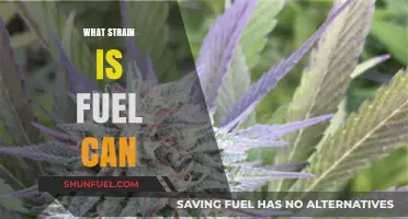 Unveiling the Origins and Effects of the Fuel Can Cannabis Strain