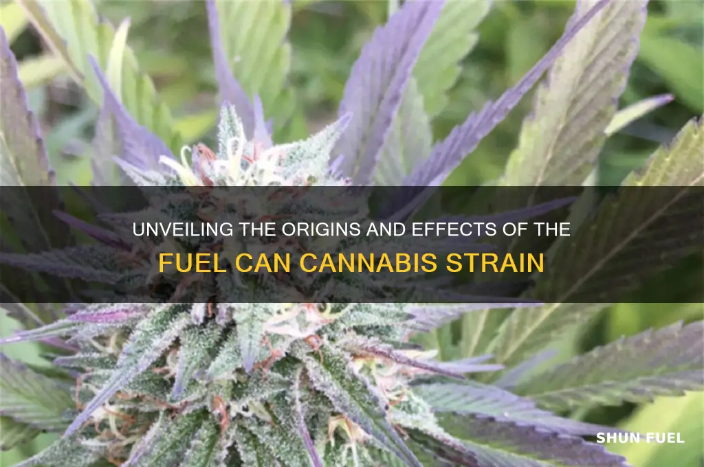 what strain is fuel can