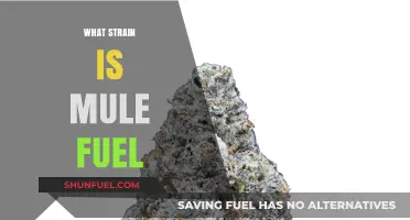 Exploring Mule Fuel: A Comprehensive Guide to This Unique Cannabis Strain