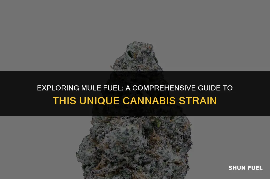 what strain is mule fuel
