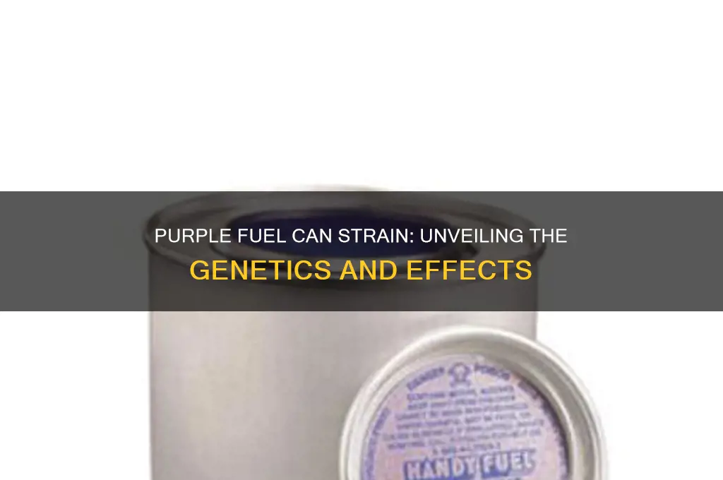 what strain is purple fuel can