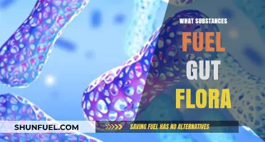 Nourishing Your Gut: The Essential Substances for a Healthy Microbiome