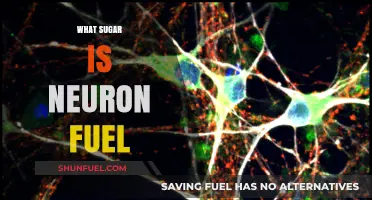 Sweet Sparks: Unveiling Sugar's Role as Neuronal Fuel