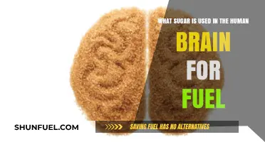 Brain Fuel: The Essential Sugar Powering Human Cognitive Function