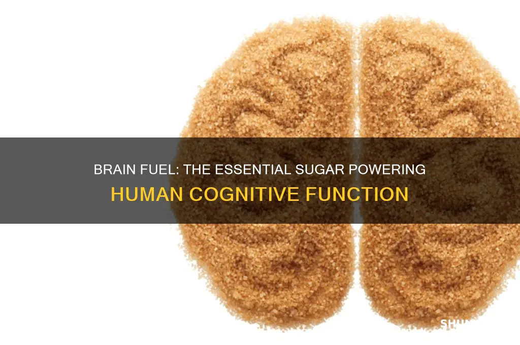 what sugar is used in the human brain for fuel