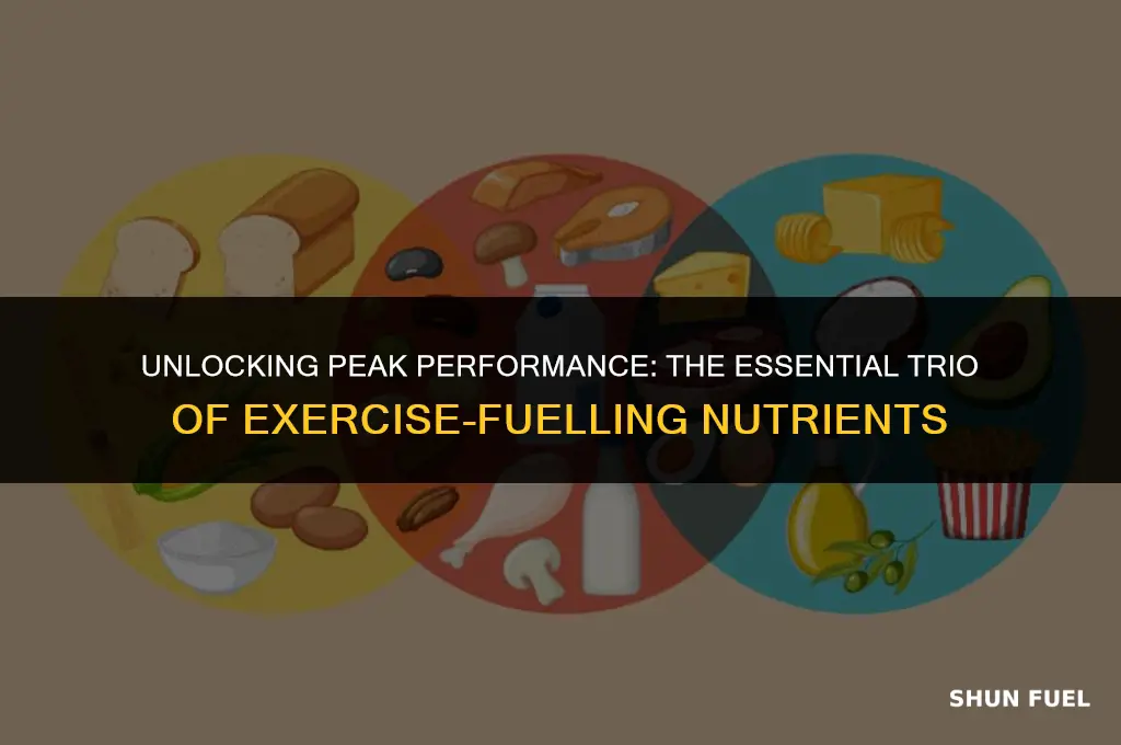 what three nutrients fuel exercise