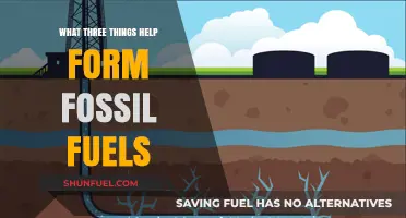 How Ancient Organisms, Heat, and Pressure Create Fossil Fuels
