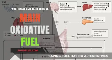 Fatty Acids as Primary Oxidative Fuel: Key Tissues Explained