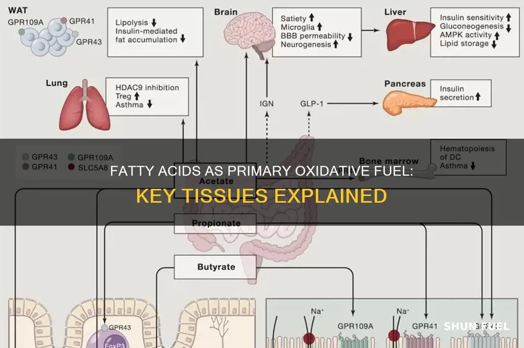 what tissue uses fatty acids as main oxidative fuel