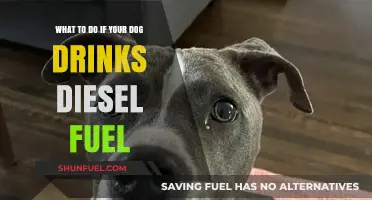 How to Act if Your Dog Drinks Diesel Fuel
