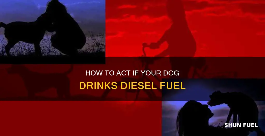 what to do if your dog drinks diesel fuel