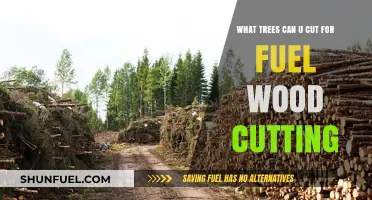 Sustainable Fuel Wood Cutting: Which Trees Are Safe to Harvest?