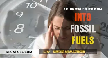 How Compression and Heat Create Fossil Fuels