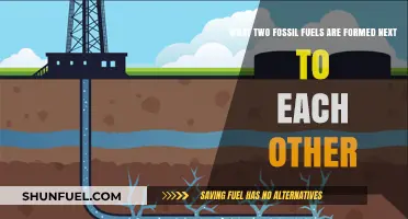 Coal and Oil: How Two Fossil Fuels Form Side by Side