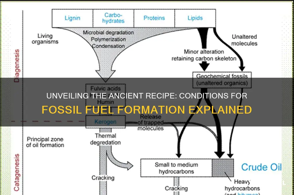 what type of conditions are needed to form fossil fuels