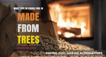 From Trees to Energy: Understanding the Fossil Fuel Connection