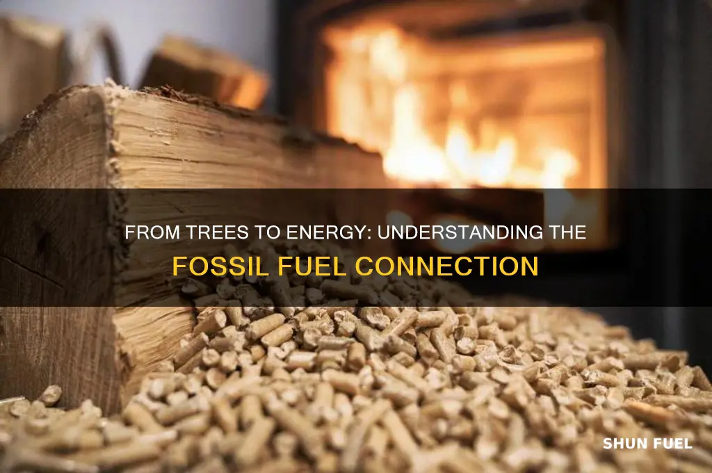 what type of fossil fuel is made from trees