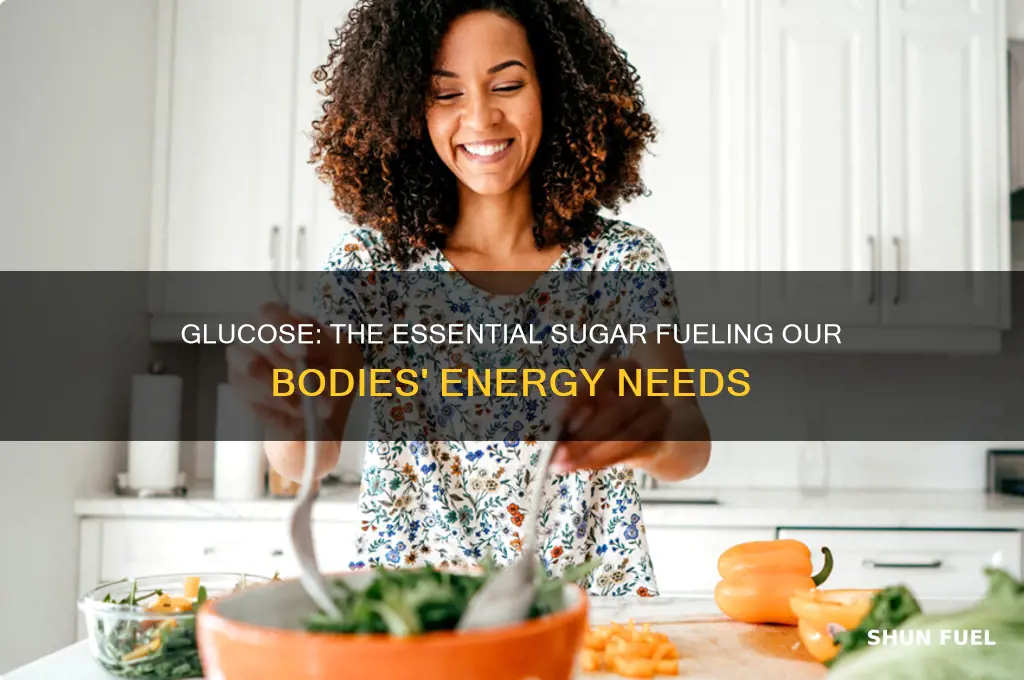 what type of sugar is used to fuel how bodies