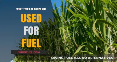 Exploring Biofuel Crops: Types Used for Sustainable Energy Production