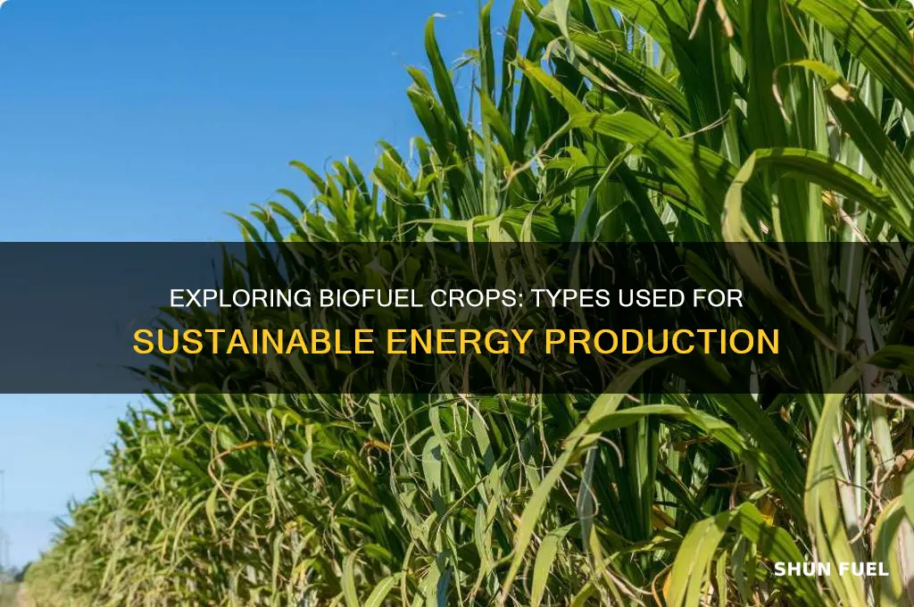 what types of crops are used for fuel