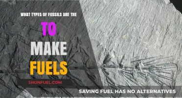 Fossil Fuels Origins: Types of Fossils Used to Create Energy
