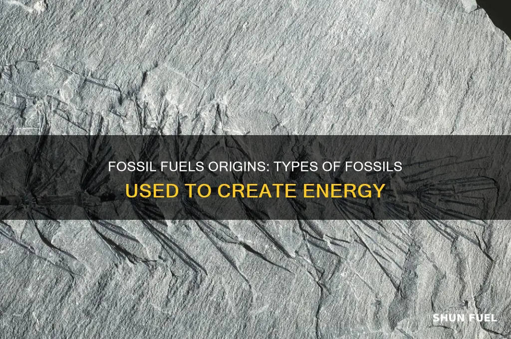what types of fossils are the to make fuels
