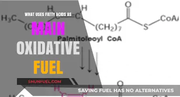 Fatty Acids as Primary Oxidative Fuel: Key Uses and Benefits