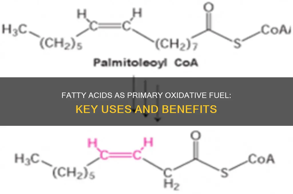 what uses fatty acids as main oxidative fuel