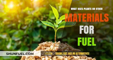 Harnessing Nature's Power: Exploring Plant-Based and Biomass Fuel Sources