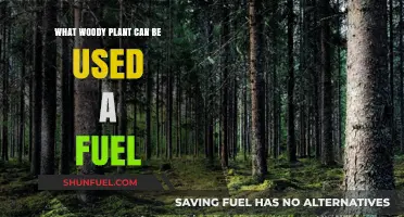 Sustainable Energy: Woody Plants That Double as Efficient Fuel Sources