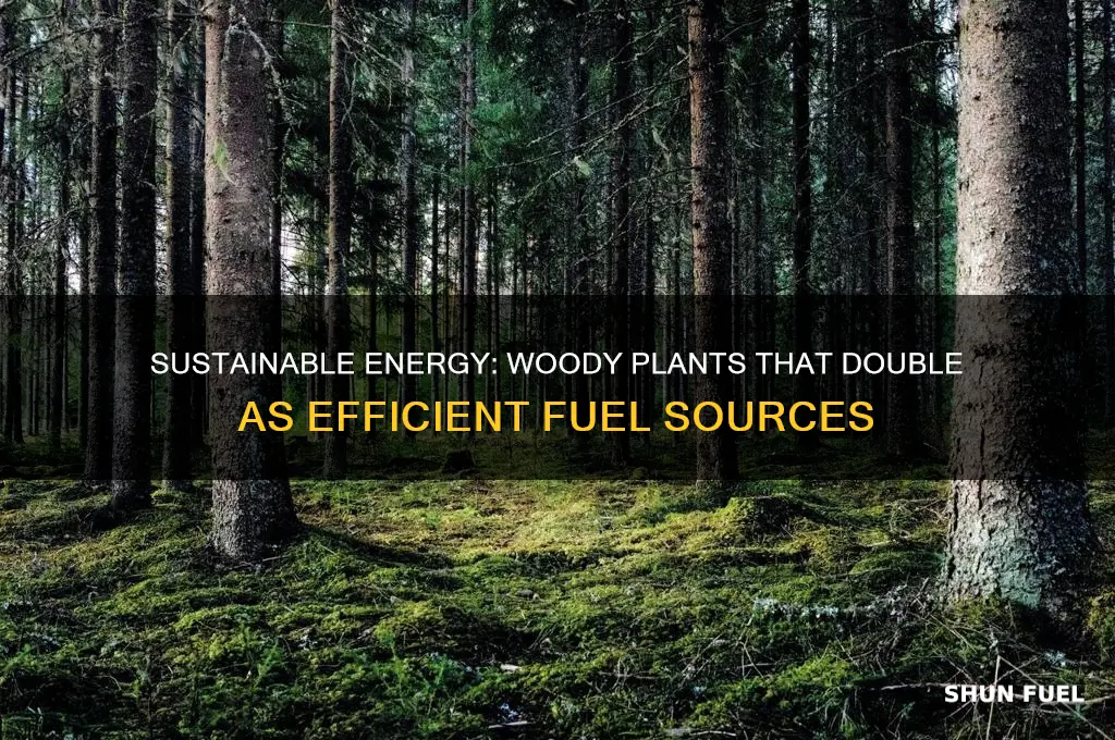 what woody plant can be used a fuel