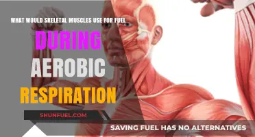 Skeletal Muscles' Fuel Source During Aerobic Respiration: Unlocking Energy Secrets