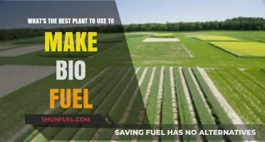 Top Biofuel Plants: Sustainable Energy Sources for a Greener Future