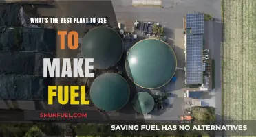 Sustainable Energy: Top Plant-Based Fuel Sources for a Greener Future