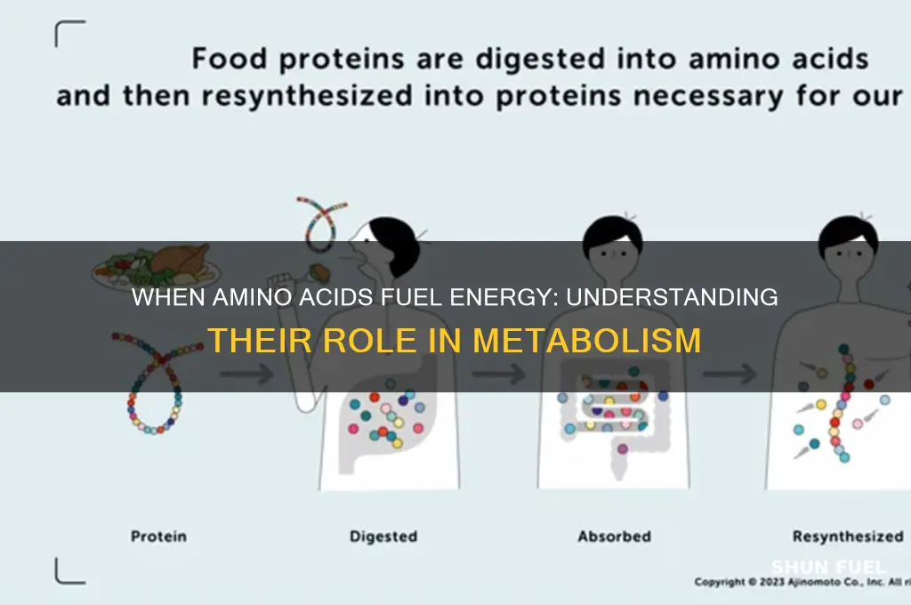 when are amino acids used for energy fuel