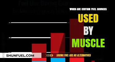 Muscle Fuel Sources: When and Why Different Energy Systems Activate