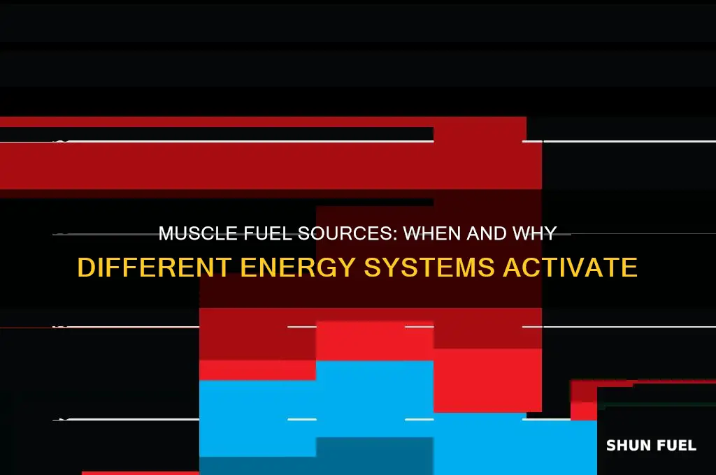 when are certain fuel sources used by muscle