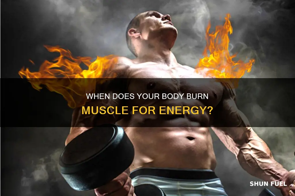 when does your body use muscle for fuel