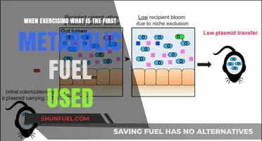What Fuels Your Workout First: Understanding Initial Metabolic Energy Sources