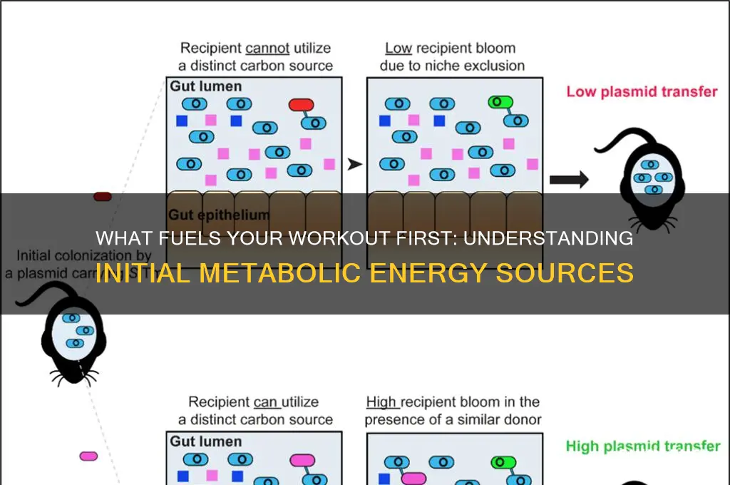 when exercising what is the first metabolic fuel used