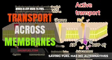 ATP's Role in Membrane Transport: Timing and Mechanisms Explained