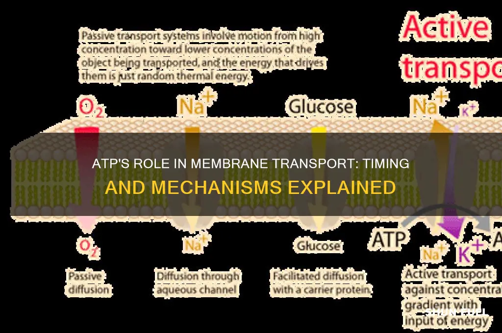 when is atp used to fuel transport across membranes