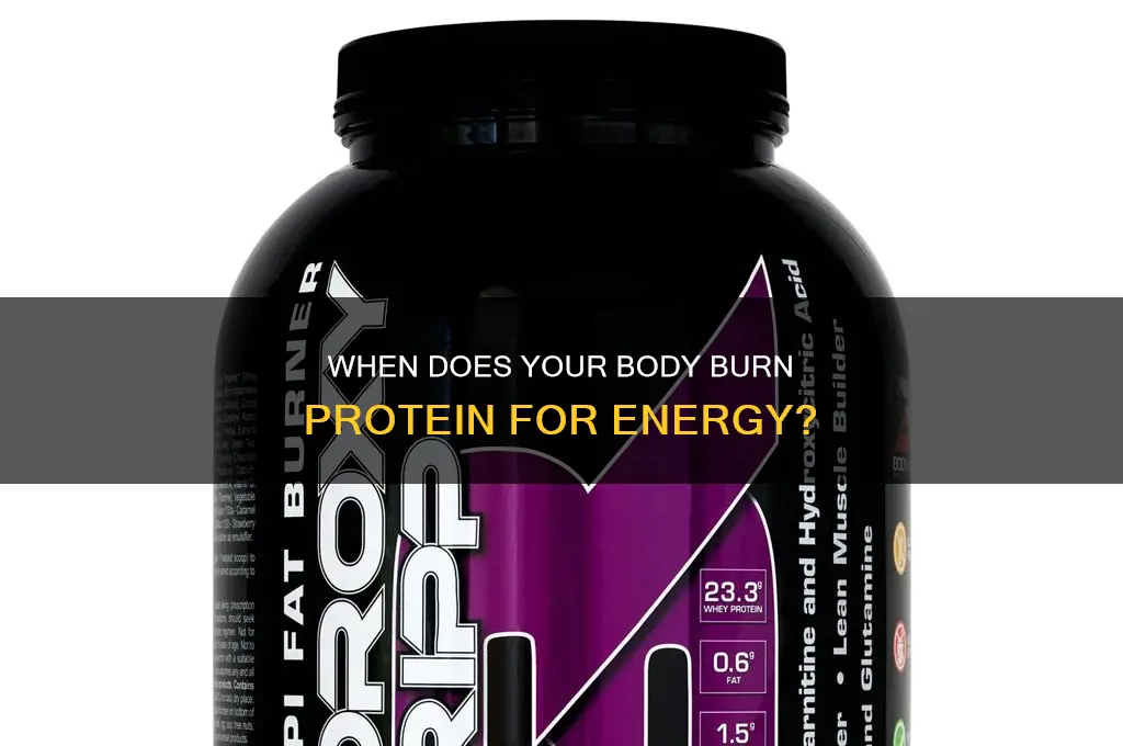 when is protein used as a fuel source