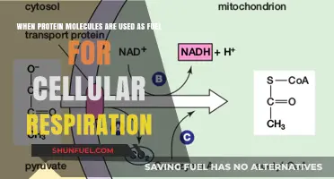 Protein Power: How Cells Use Proteins as Fuel for Respiration