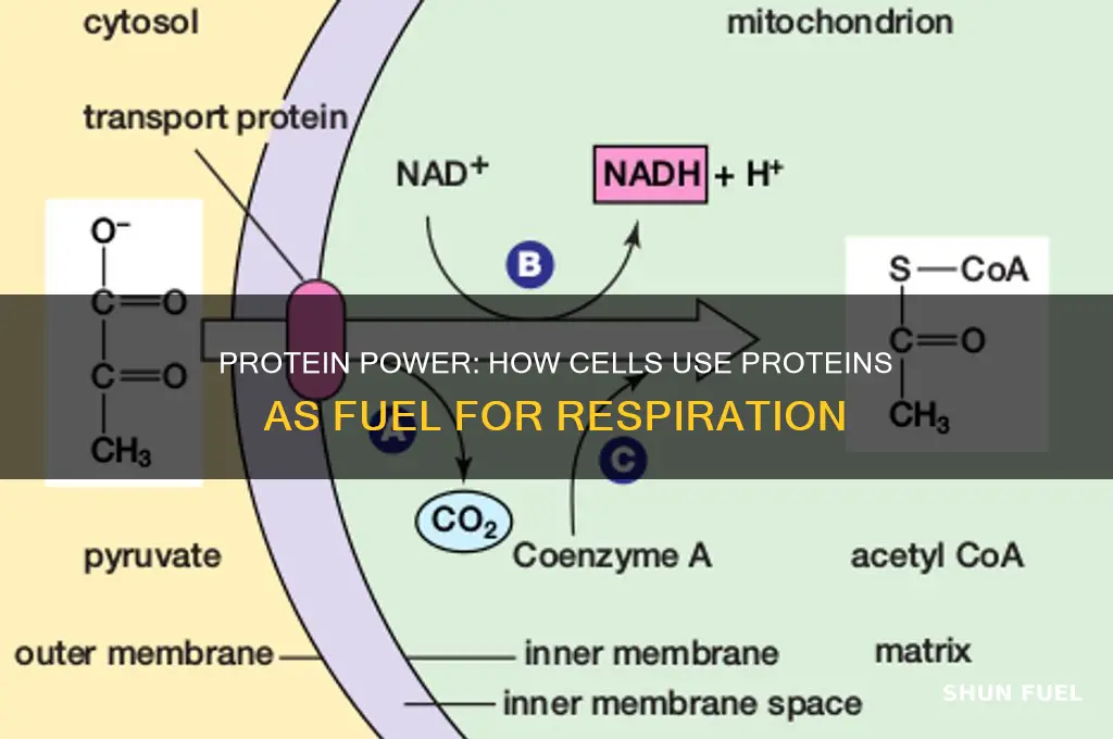 when protein molecules are used as fuel for cellular respiration