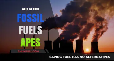 Burning Fossil Fuels Threatens Ape Habitats and Our Shared Future