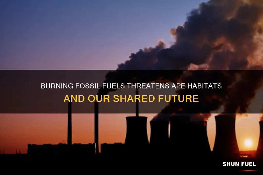 when we burn fossil fuels apes